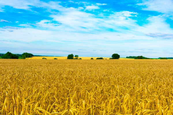 ЮК Армада - Земельна реформа 2020: яким буде ринок землі та що отримають українці?